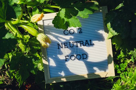 CO2 NEUTRAL FOOD Meldung auf dem Hintergrund von frischen umweltfreundlichen biologisch angebauten grünen Zucchini im Garten. Konzept zur Nahrungsmittelproduktion auf dem Land. Ernten vor Ort. Nachhaltigkeit und Verantwortung 