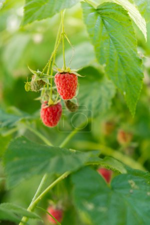 Close up of branch ripe red raspberries in garden on blurred green background. Locally grown organic fresh berries. Home gardening cottegecore life