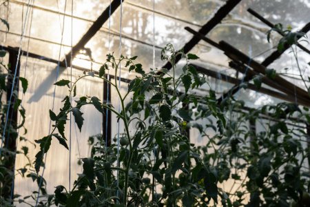 Ripe red cherry tomato plants growing in glass greenhouse. Fresh bunch of natural eco friendly tomatoes in organic vegetable garden. Sustainable farming 