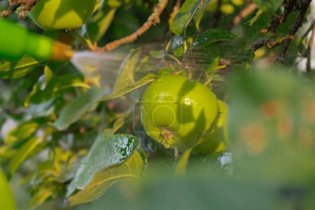 Téléchargez les photos : Pulvérisation de produits chimiques Pesticides sur la pomme verte dans le jardin extérieur. Concept de manger sainement des fruits de verdure maison. Saisonnier campagne chalet vie de base. Produits agricoles - en image libre de droit