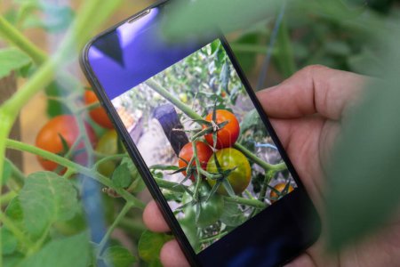 Téléchargez les photos : Agriculteur utilisant un téléphone intelligent pour surveiller la propriété du sol dans le jardin. Concept de jardinage intelligent. Application mobile pour l'agriculture et la récolte - en image libre de droit