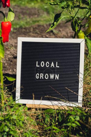 LOKAL WROWN Botschaft auf dem Hintergrund der frischen, umweltfreundlichen biologisch angebauten Paprika im Garten. Konzept zur Nahrungsmittelproduktion auf dem Land. Ernten vor Ort. Nachhaltigkeit und Verantwortung 