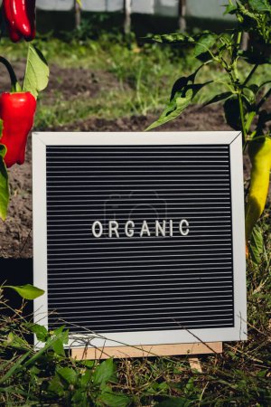 Brieftafel mit ORGANISCHEM Text auf dem Hintergrund des Gartenbeetes mit Paprika. Ökologischer Landbau, produzieren lokales Gemüse Konzept. Unterstützung lokaler Landwirte. Saisonmarkt 