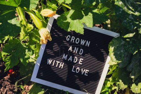 GROWN AND MADE WITH LOVE message on background of fresh eco-friendly bio grown green zucchini in garden. Countryside food production concept. Locally produce harvesting. Sustainability and