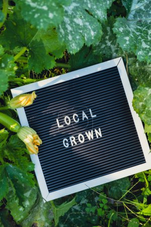 Letter Board mit Text LOCAL GROWN auf dem Hintergrund des Gartenbeetes mit Zucchini. Ökologischer Landbau, produzieren lokales Gemüse Konzept. Unterstützung lokaler Landwirte. Saisonmarkt 