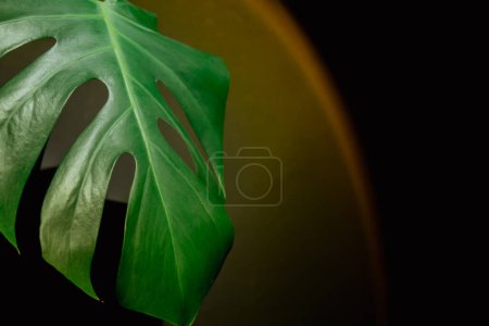 Monstera silhouette leaf in dark background and light from sunset aesthetic lamp. Projector yellow light golden hour effect. House plants sustainable environmentally friendly harmonious space at home