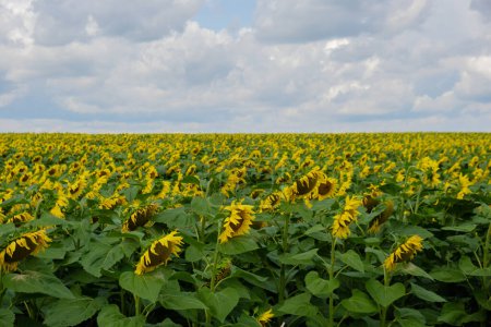 Schöne Sonnenblumen landwirtschaftlichen Feld. Industrielle Landwirtschaft Feld blühender Sonnenblumen. Erntekonzept. Ländliche Sonnenblumen für die Ölproduktion Agrarlandschaft