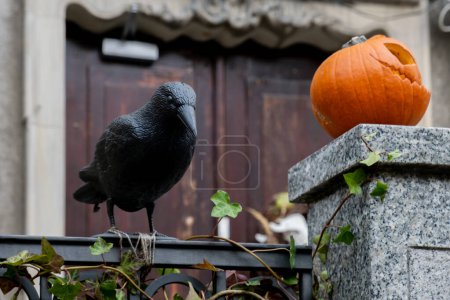 Exterior Beautiful atmospheric halloween carved pumpkins and scary Black Raven decorated on porch. Autumn leaves and fall flowers celebration holiday Thanksgiving October season outdoors in city