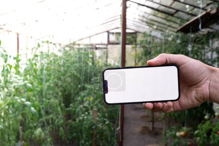 Farmer hand holding mobile phone with empty white screen. Mock up outside on farm agriculture concept. Tomatoes in greenhouse background. Harvesting technology innovations 