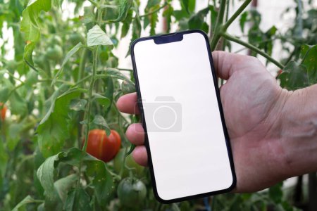 Farmer hand holding mobile phone with empty white screen. Mock up outside on farm agriculture concept. Red tomatoes background. Harvesting technology innovations 
