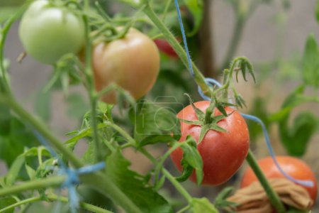 Cherry tomato harvest in greenhouse. Vegetable farmland ripe fresh tasty vegeculture food ingredients. Agriculture healthy cultivation concept 