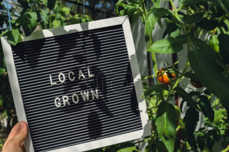 Letterboard mit Text LOKAL GROWN auf dem Hintergrund eines Gewächshauses mit Kirschtomaten. Ökologischer Landbau, produzieren lokales Gemüse Konzept. Unterstützung lokaler Landwirte. Saisonmarkt 