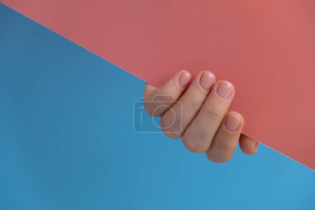 Woman manicured hands, stylish beige nails. Closeup of manicured nails of female hand in blue sweater in pink blue background. Winter or autumn style of nail design concept. Beauty treatment.