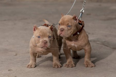 Foto de Two American Bully puppies with collars and chains, standing looking at the camera - Imagen libre de derechos