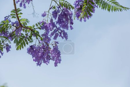 Foto de Flores de un jacaranda con el cielo azul en el fondo - Imagen libre de derechos