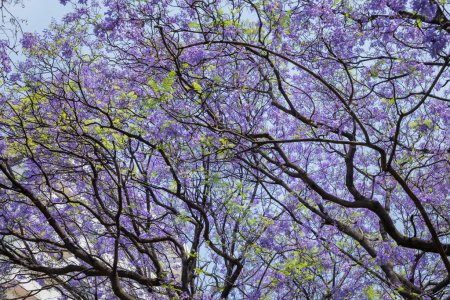 Foto de Fondo de varias ramas de un árbol de Jacaranda con el cielo azul en el fondo, y el color púrpura de las flores - Imagen libre de derechos