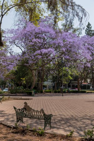 Foto de Un banco de parque con un árbol Jacaranda en el fondo en la Ciudad de México - Imagen libre de derechos
