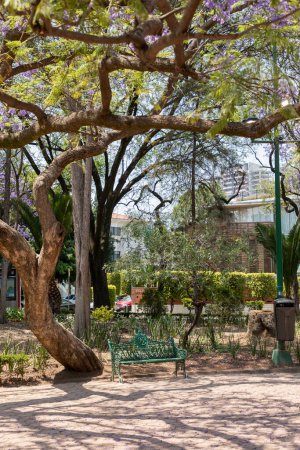 Foto de Banco para descansar en un parque, bajo un árbol Jacaranda en la Ciudad de México - Imagen libre de derechos