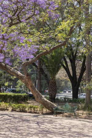 Foto de Foto vertical de un banco en el parque con un árbol de jacaranda al lado - Imagen libre de derechos