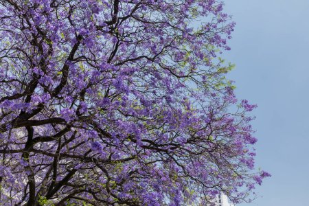 Foto de Árbol de Jacaranda con cielo en el fondo y espacio de copia - Imagen libre de derechos