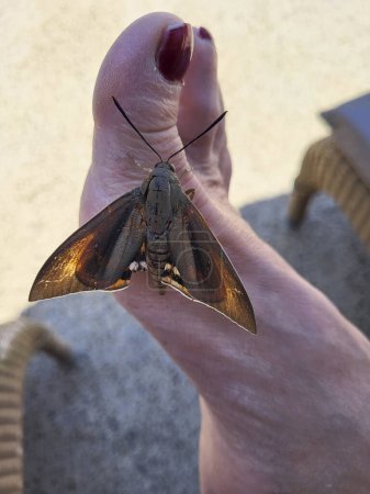 Foto de Greece, an exotic butterfly called the palm moth rests on a holidaymaker's foot - Imagen libre de derechos