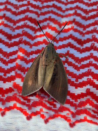 Foto de Greece, exotic butterfly named Palm Moth on Santorini Island - Imagen libre de derechos