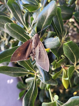 Téléchargez les photos : Zoology, exotic butterfly named Palm Moth on Santorini Island - en image libre de droit