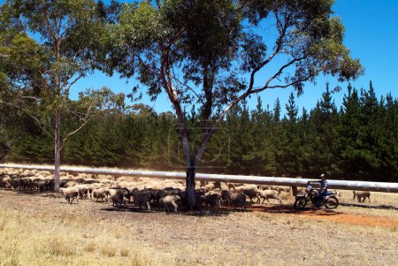 Photo for Hawker, Australia - January 28, 2008: modern method of cattle herders on motorcycles herding a flock of sheep together - Royalty Free Image