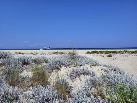 Photo for Greece,  Halkidiki, Possidi cape with sandy beach on blue and clear Aegean Sea, prefered destination on Kassandra Peninsula, cotton weed plant in foreground - Royalty Free Image