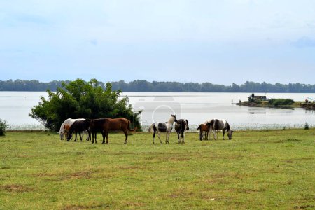 Foto de Grecia, grupo de caballos de pastoreo libre con potros en la orilla del lago Kerkini en Macedonia Central un lago artificial y reserva natural - Imagen libre de derechos