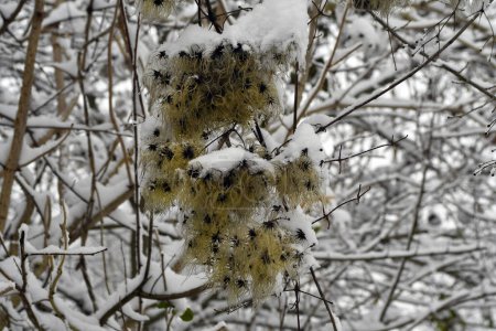 Austria, seeds of common clematis in deep snow-covered deciduous forest of the Mannersdorf Wueste nature reserve
