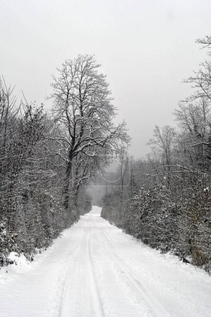 Autriche, route forestière dans la forêt de feuillus enneigée profonde de la réserve naturelle de Mannersdorf Wueste