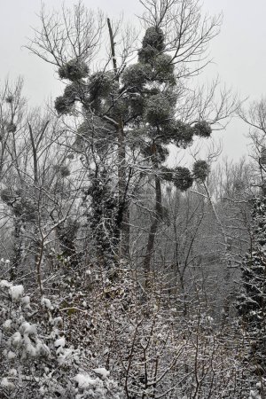 Foto de Austria, bosque caducifolio cubierto de nieve profundo de la reserva natural de Mannersdorf Wueste - Imagen libre de derechos