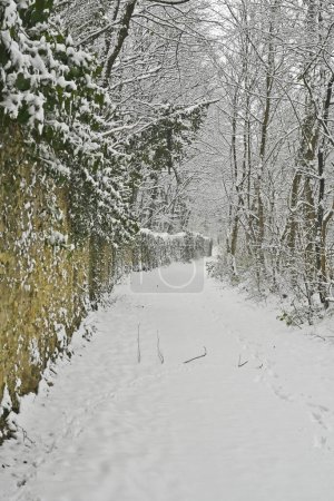 Austria, overgrown wall in deep snow-covered deciduous forest of the Mannersdorf Wueste nature reserve