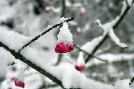 Austria, snow-covered spindle bush in deciduous forest of the Mannersdorf Wueste nature reserve