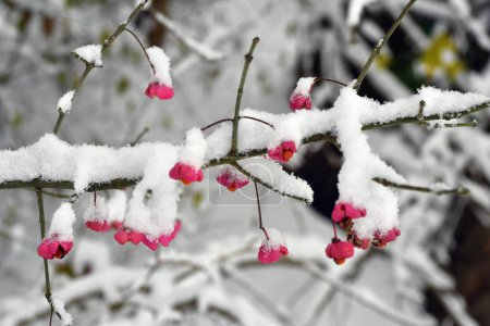Österreich, schneebedeckter Spindelbusch im Laubwald des Naturschutzgebietes Mannersdorf Wüste