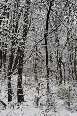 Austria, bosque caducifolio cubierto de nieve profundo de la reserva natural de Mannersdorf Wueste