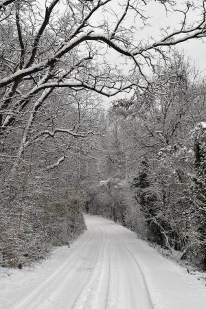 Foto de Austria, carretera forestal en el bosque caducifolio cubierto de nieve de la reserva natural de Mannersdorf Wueste - Imagen libre de derechos