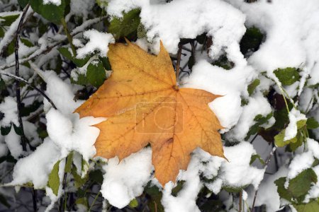 Austria, Leaf of a Norway maple in the snow-covered deciduous forest of the Mannersdorf Wueste nature reserve