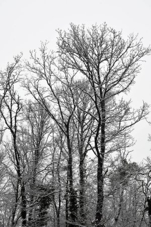 Téléchargez les photos : Autriche, profonde forêt de feuillus enneigée de la réserve naturelle de Mannersdorf Wueste - en image libre de droit