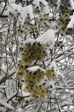 Austria, seeds of common clematis in deep snow-covered deciduous forest of the Mannersdorf Wueste nature reserve