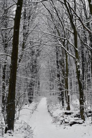 Austria, Sendero cubierto de nieve en el bosque caducifolio de la reserva natural de Mannersdorf Wueste