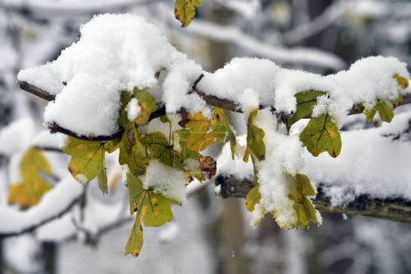 Austria, leaves in deep snow-covered deciduous forest of the Mannersdorf Wueste nature reserve