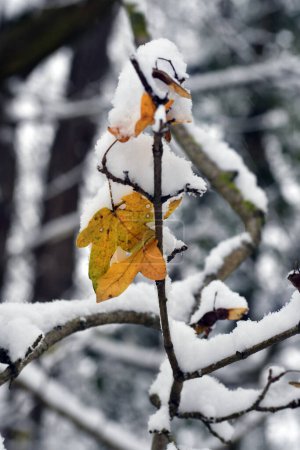 Austria, hojas en un profundo bosque caducifolio cubierto de nieve de la reserva natural de Mannersdorf Wueste
