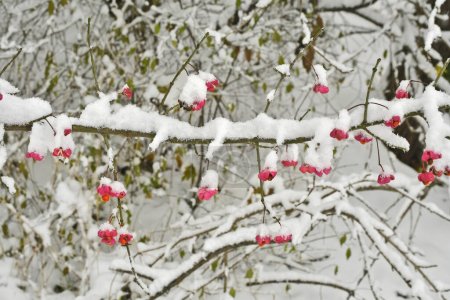 Austria, snow-covered spindle bush in deciduous forest of the Mannersdorf Wueste nature reserve
