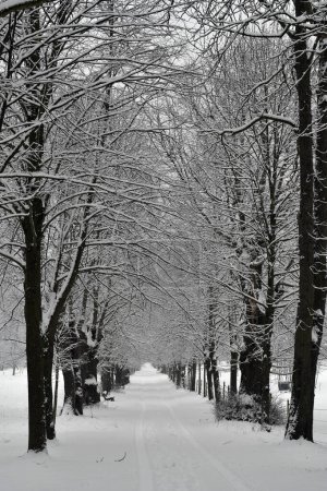 Autriche, Paysage hivernal avec sentier de randonnée enneigé dans l'avenue des tilleuls de la réserve naturelle de Mannersdorf Wueste