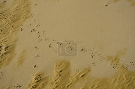 Photo for Jesolo, Italy - bird tracks on sandy beach on Adriatic Sea - Royalty Free Image