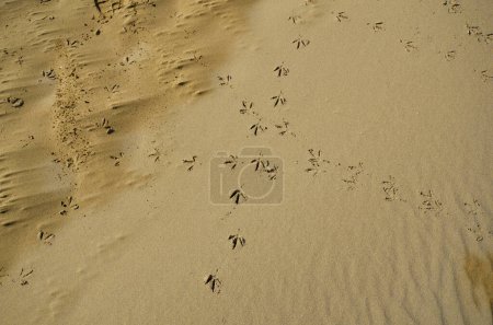 Photo for Italy,  Lido of Jesolo with bird tracks in the wide sandy beach on Adriatic - Royalty Free Image