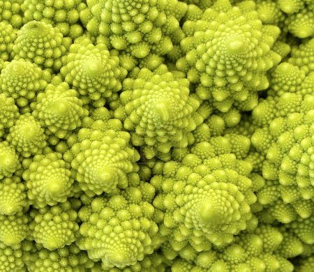 Photo for Background of romanesco cauliflower - Royalty Free Image