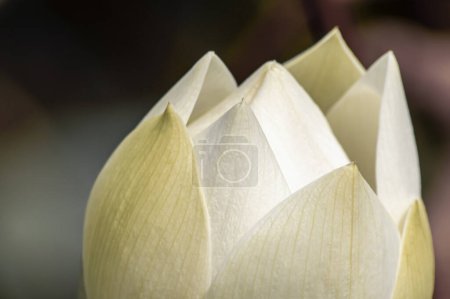 Foto de Primer plano de brote de flor de loto blanco - Imagen libre de derechos